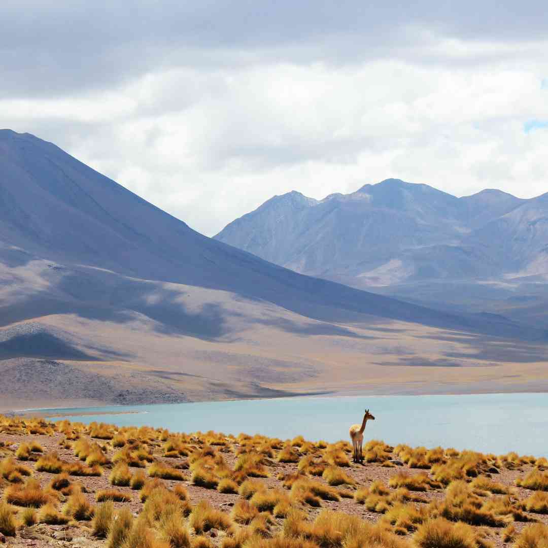 Custom-Travel-Planner-Network-7-SM-Chile-Los-Flamencos-National-Reserve