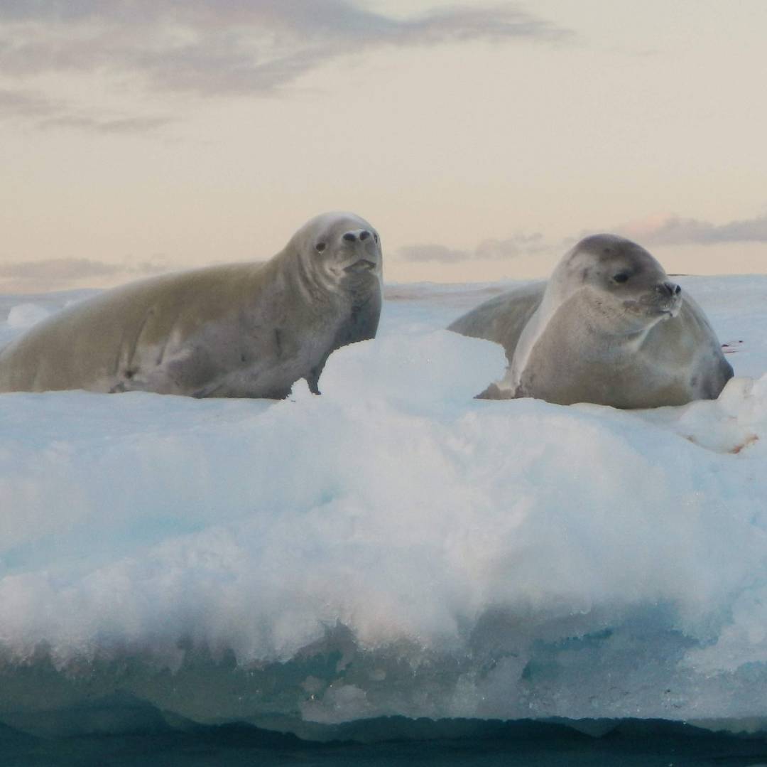 Custom-Travel-Planner-Network-9-SM-Antarctica-Sea-Seals