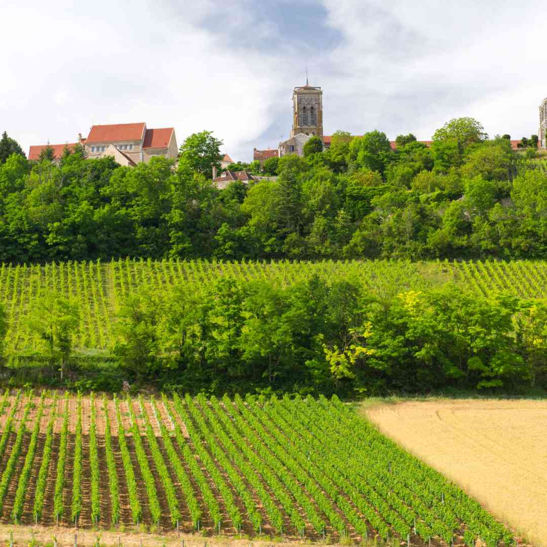 Custom-Travel-Planner-Network-3-France-Vineyards