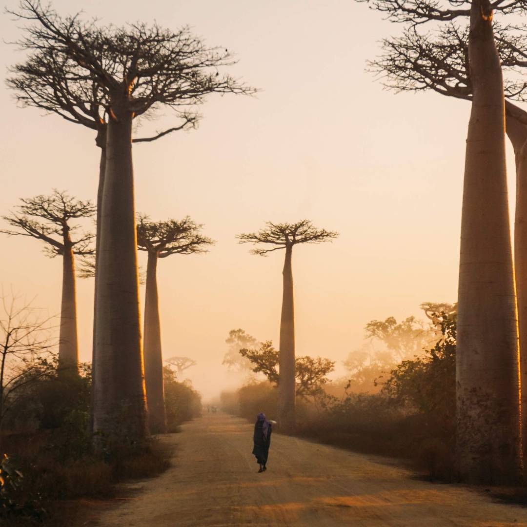 Custom-Travel-Planner-Network-1-Madagascar-Baobab-Walk-