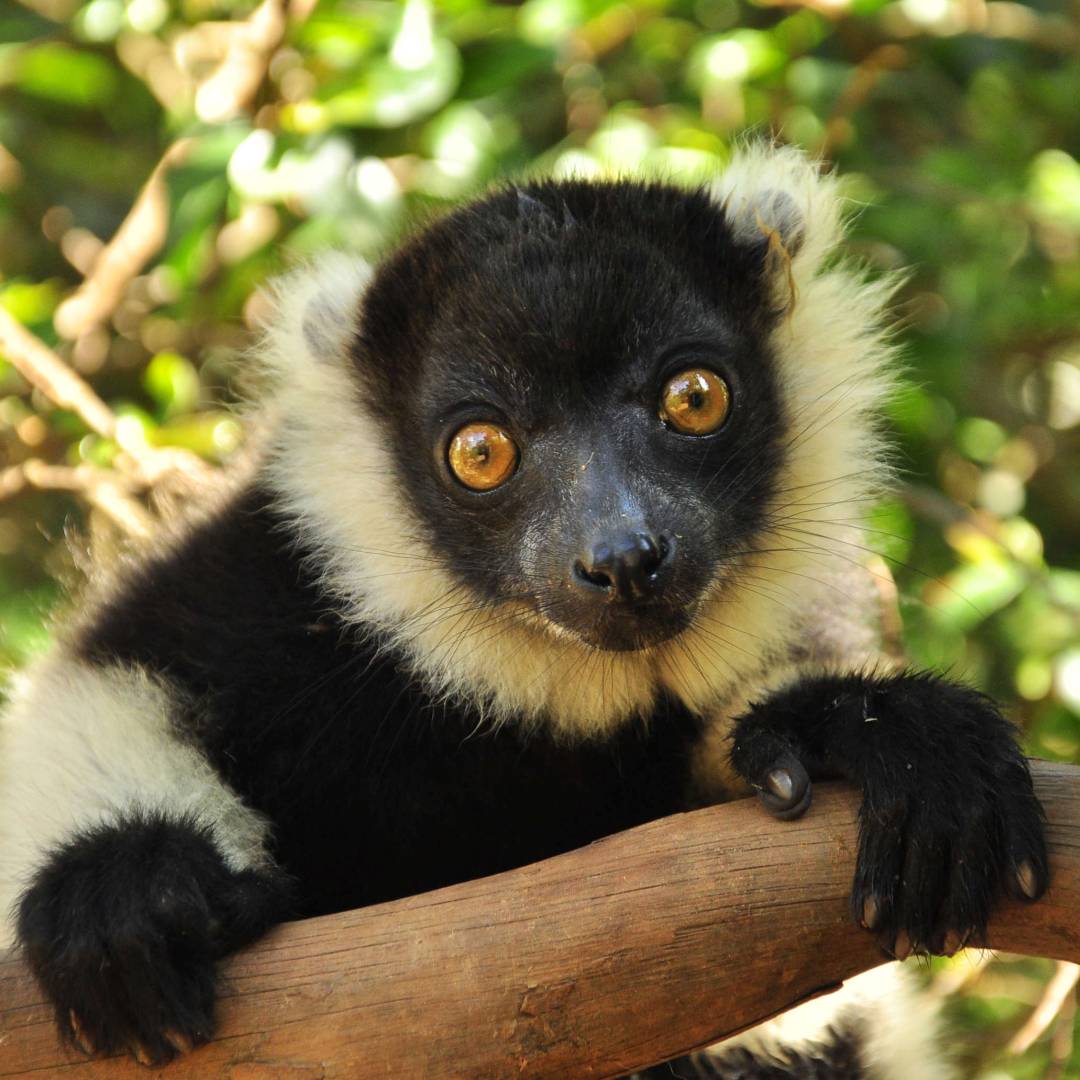 Custom-Travel-Planner-Network-9-Madagascar-Ring-Tailed-Lemur