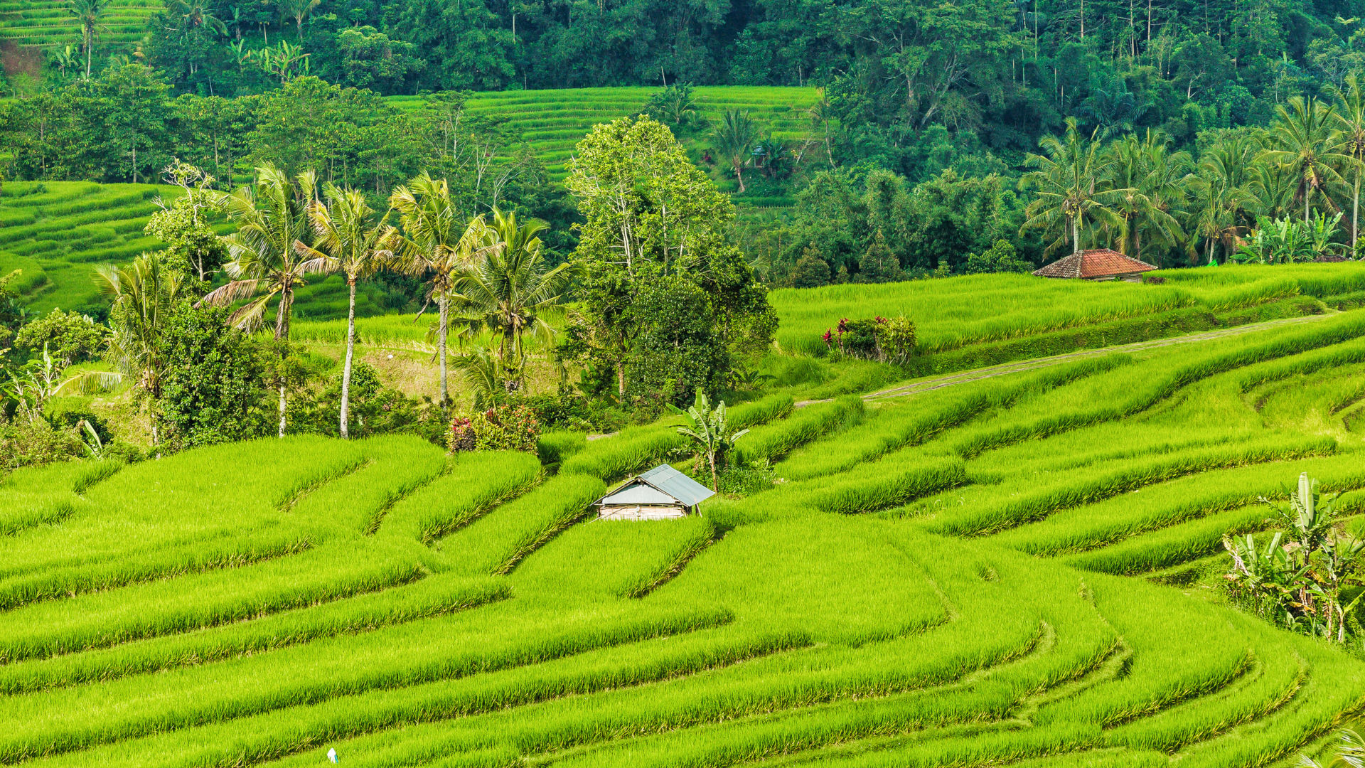 Custom Travel Planners Network-Bali-Rice Fields