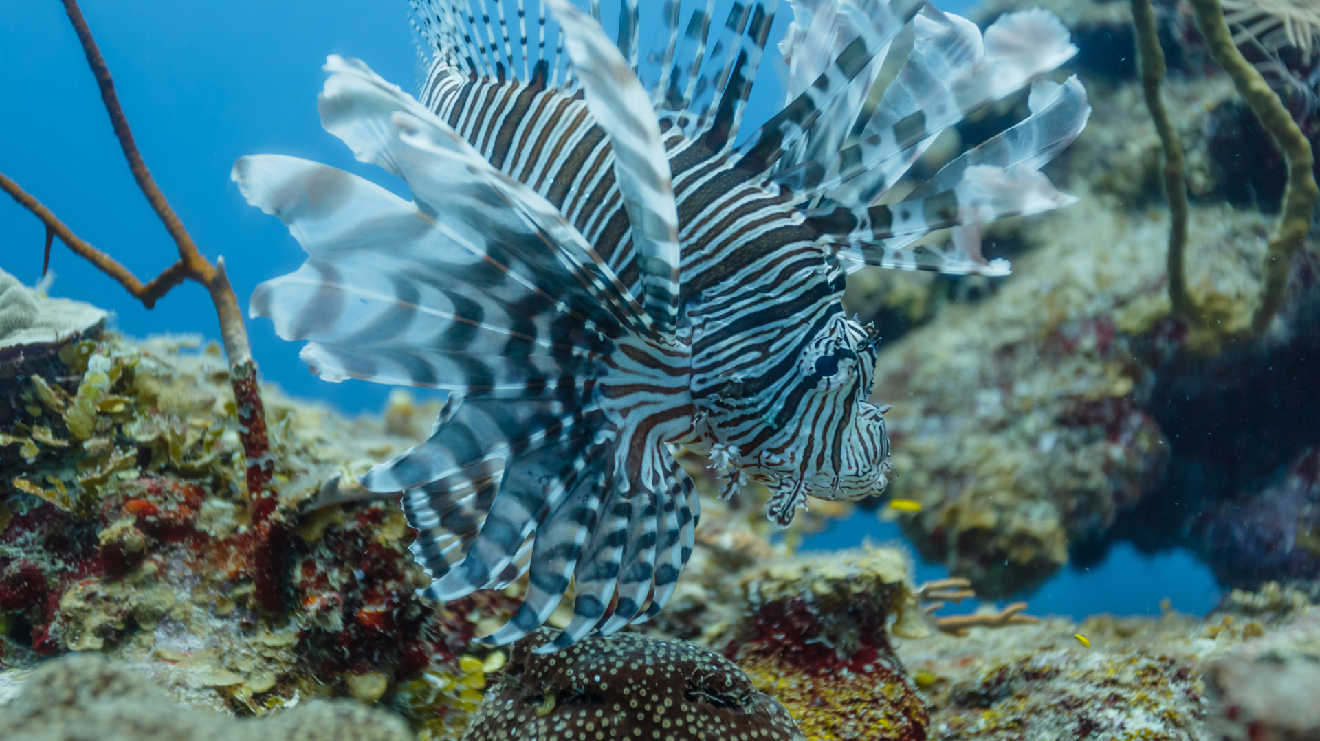 Custom Travel Planner Network-Belize-Lion Fish on Coral