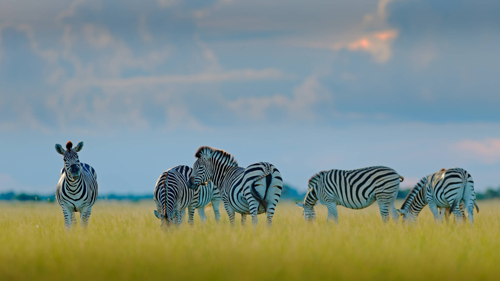 Custom Travel Planner Network-Botswana-Zebra