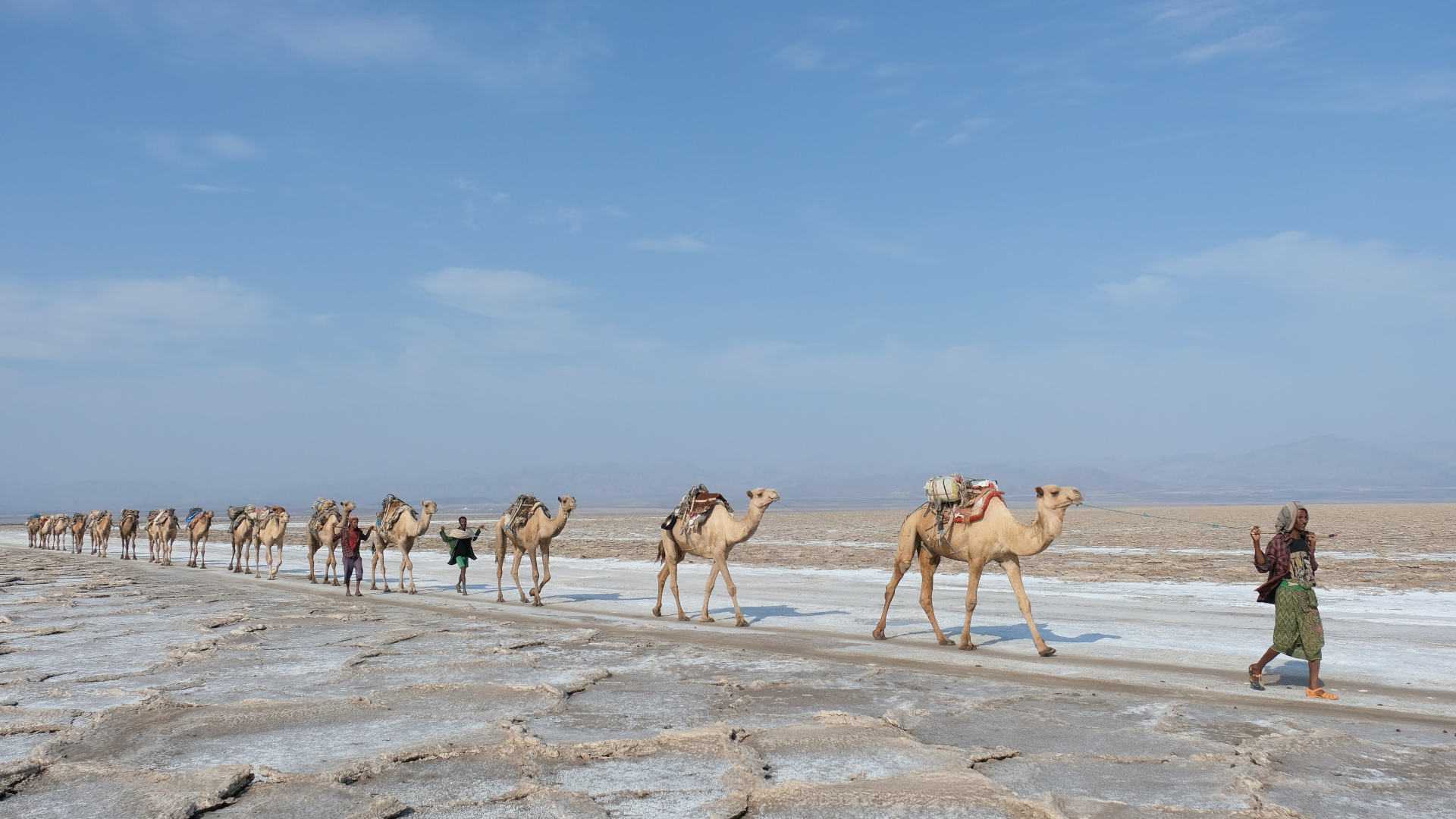 Custom-Travel-Planner-Network-Ethiopia-Camels-carry-salt-in-Dancalia