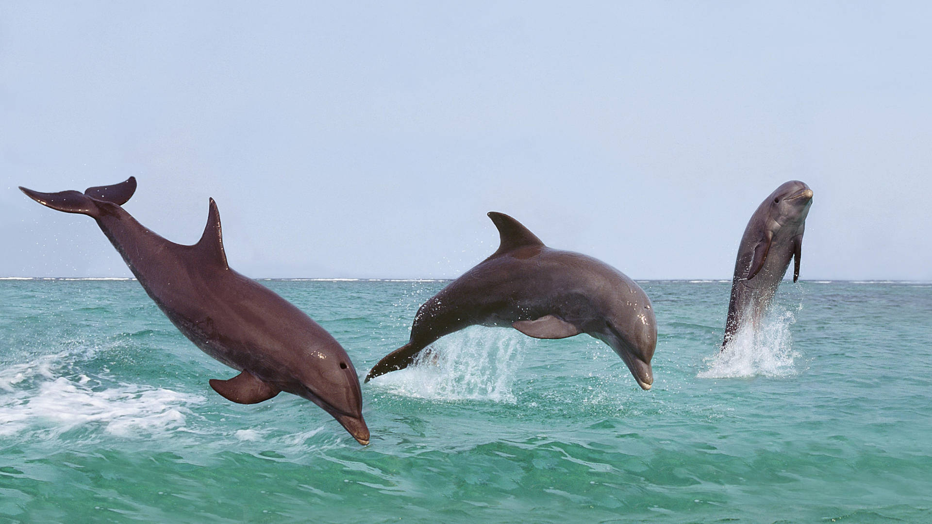 Custom Travel Planner Network-Honduras-Bottlenose Dolphin