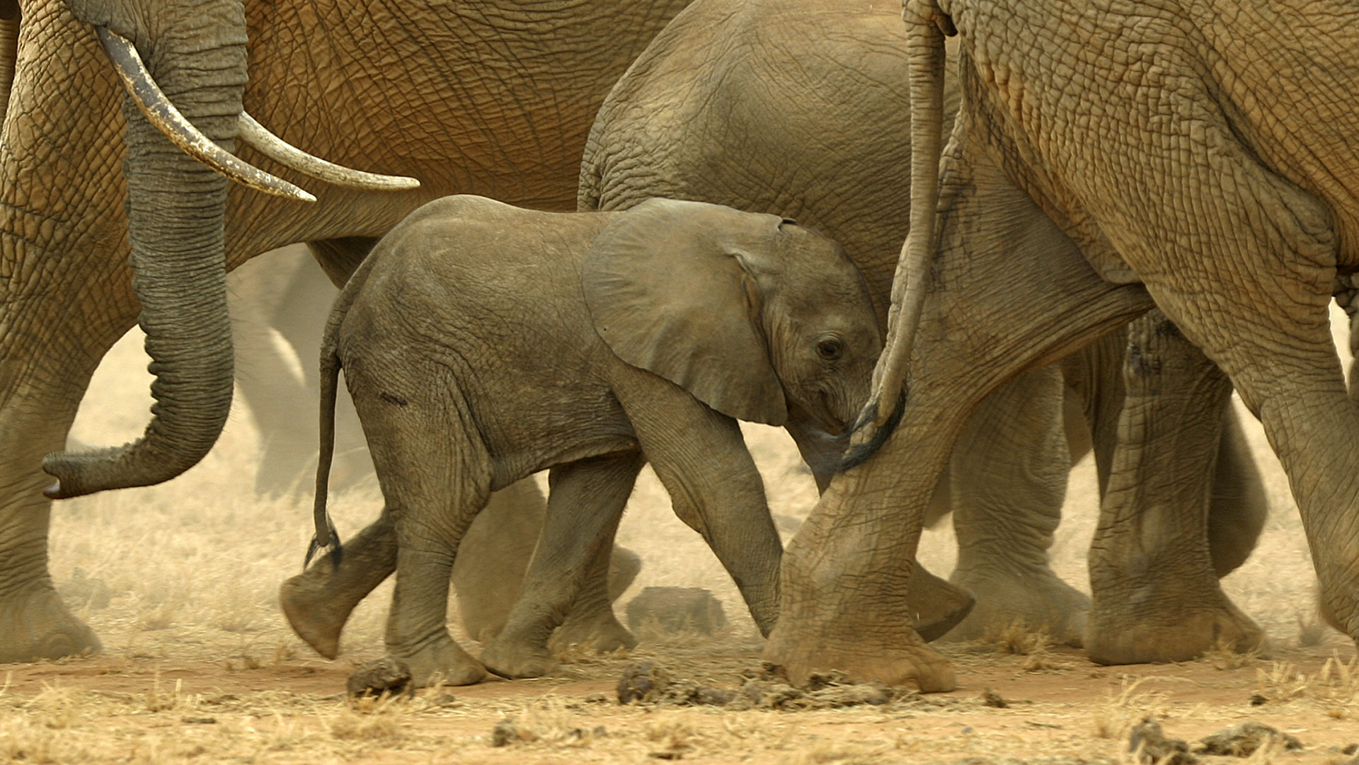 Custom Travel Planners Network-Kenya-African Elephants