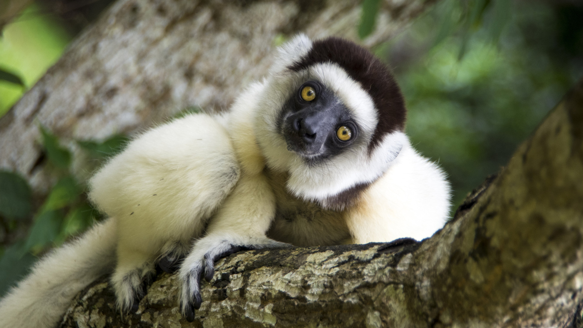 Custom Travel Planner Network-Madagascar-Lemur-Sifaka