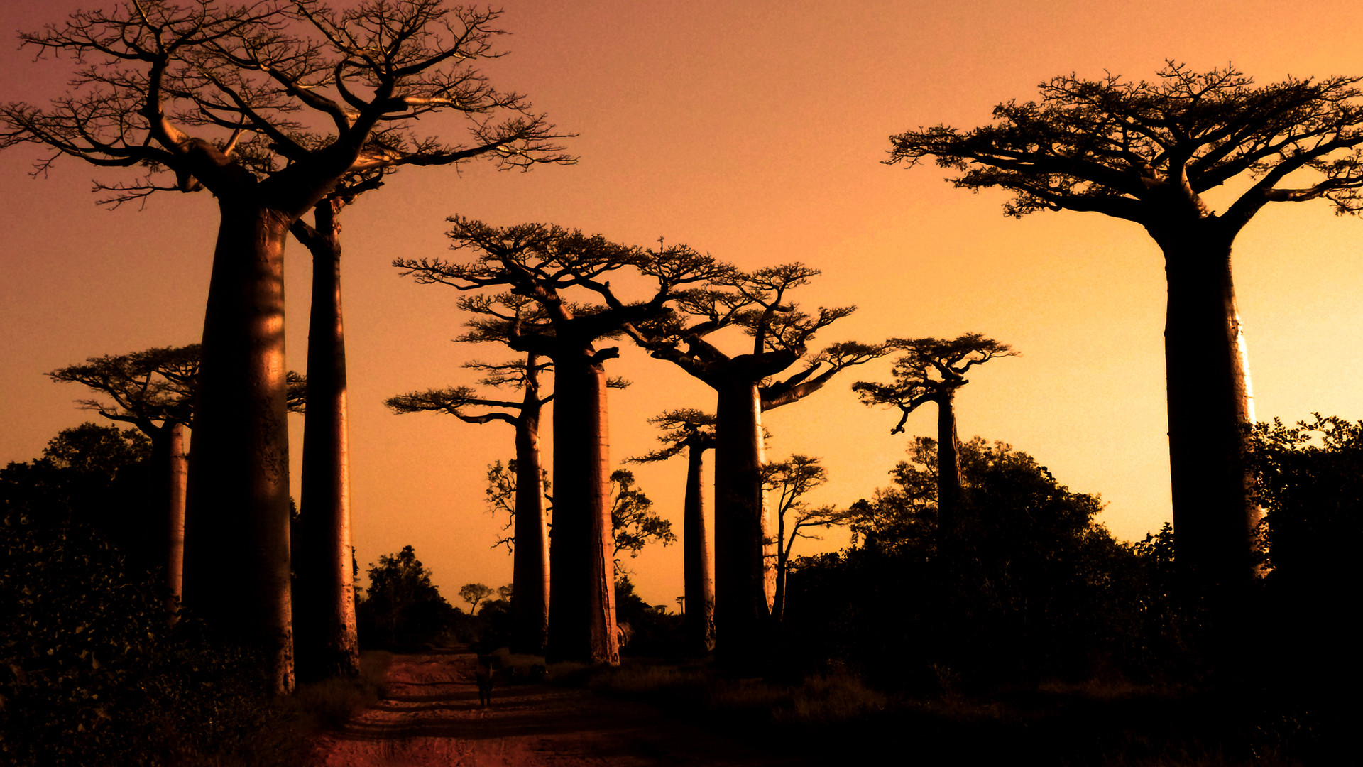Custom Travel Planner Network-Madagascar-Avenus of the Baobabs