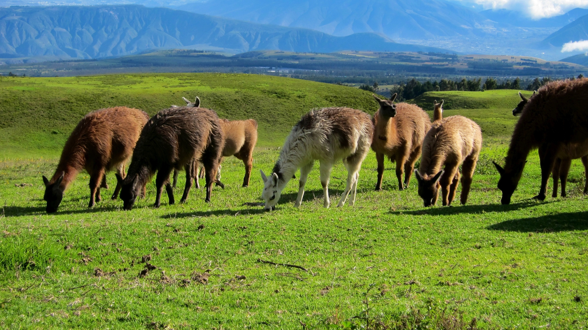 Custom Travel Planner Network-Ecuador-Llamas