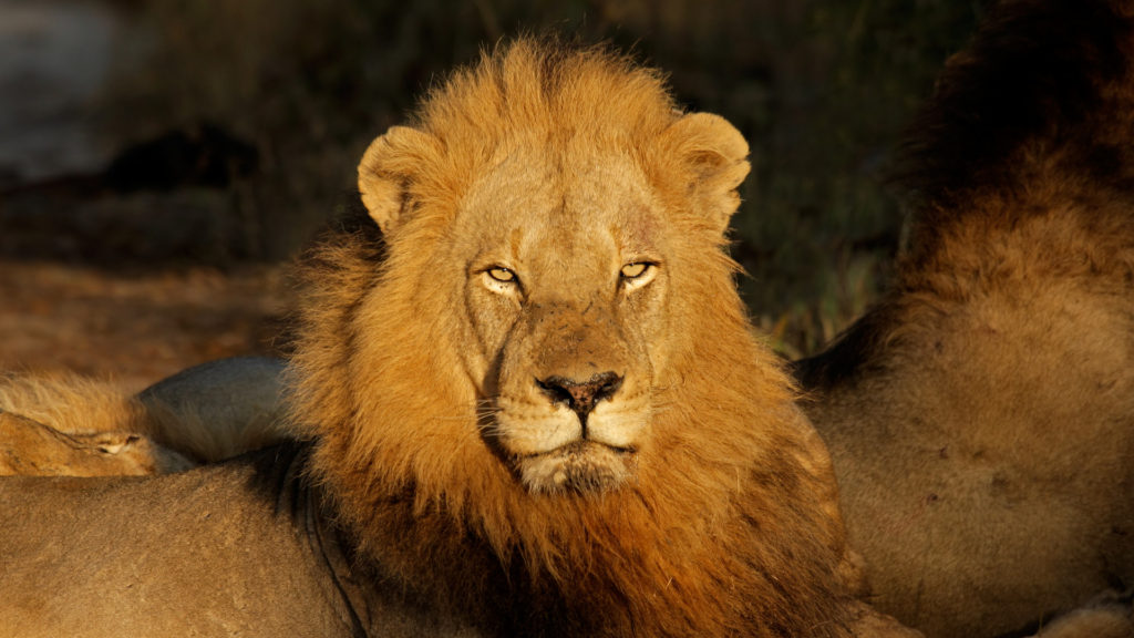 Custom Travel Planner Network - South Africa - Stately Lion