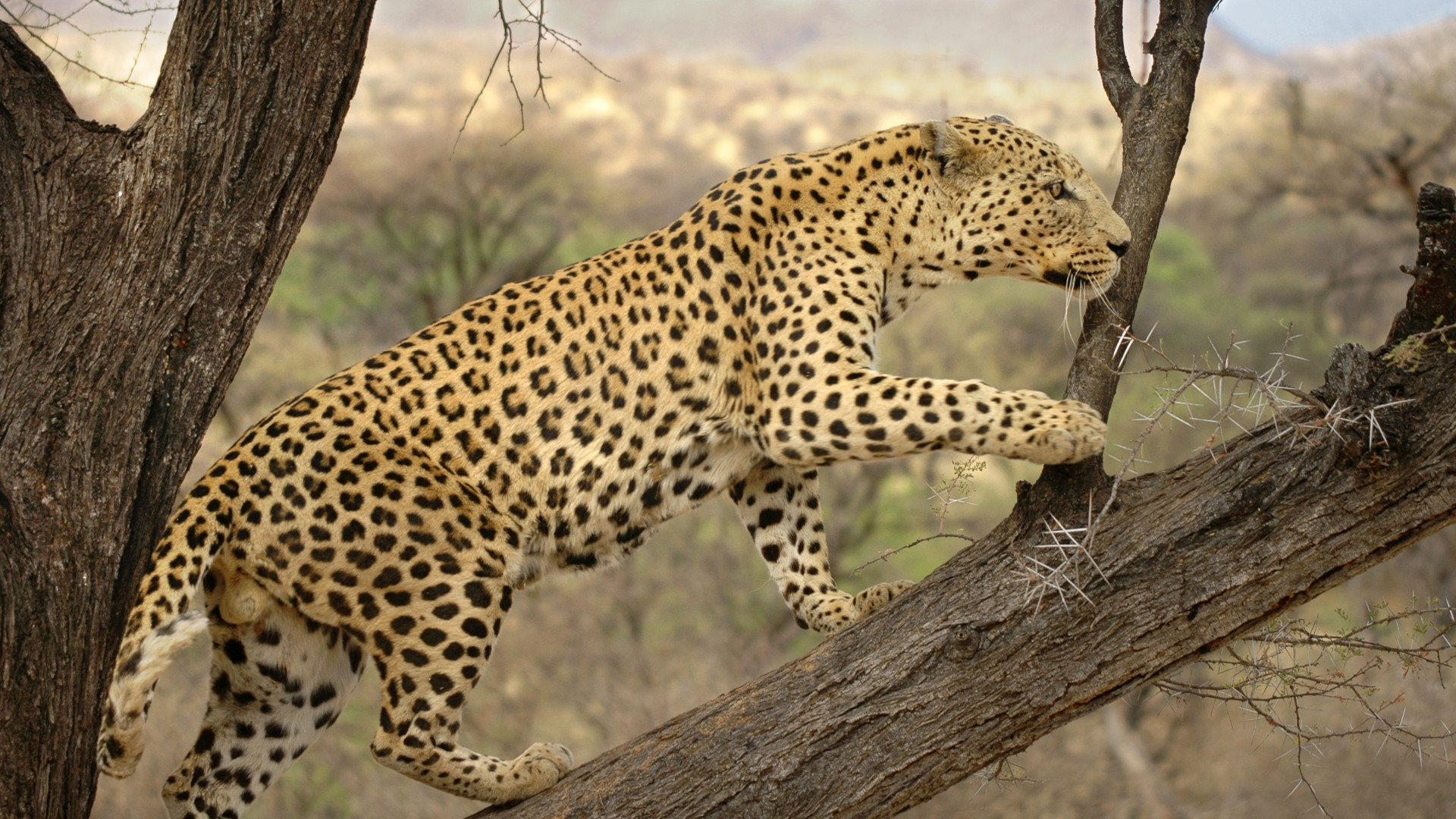 Custom Travel Planner Network-Namibia-Leopard-Etosha NP