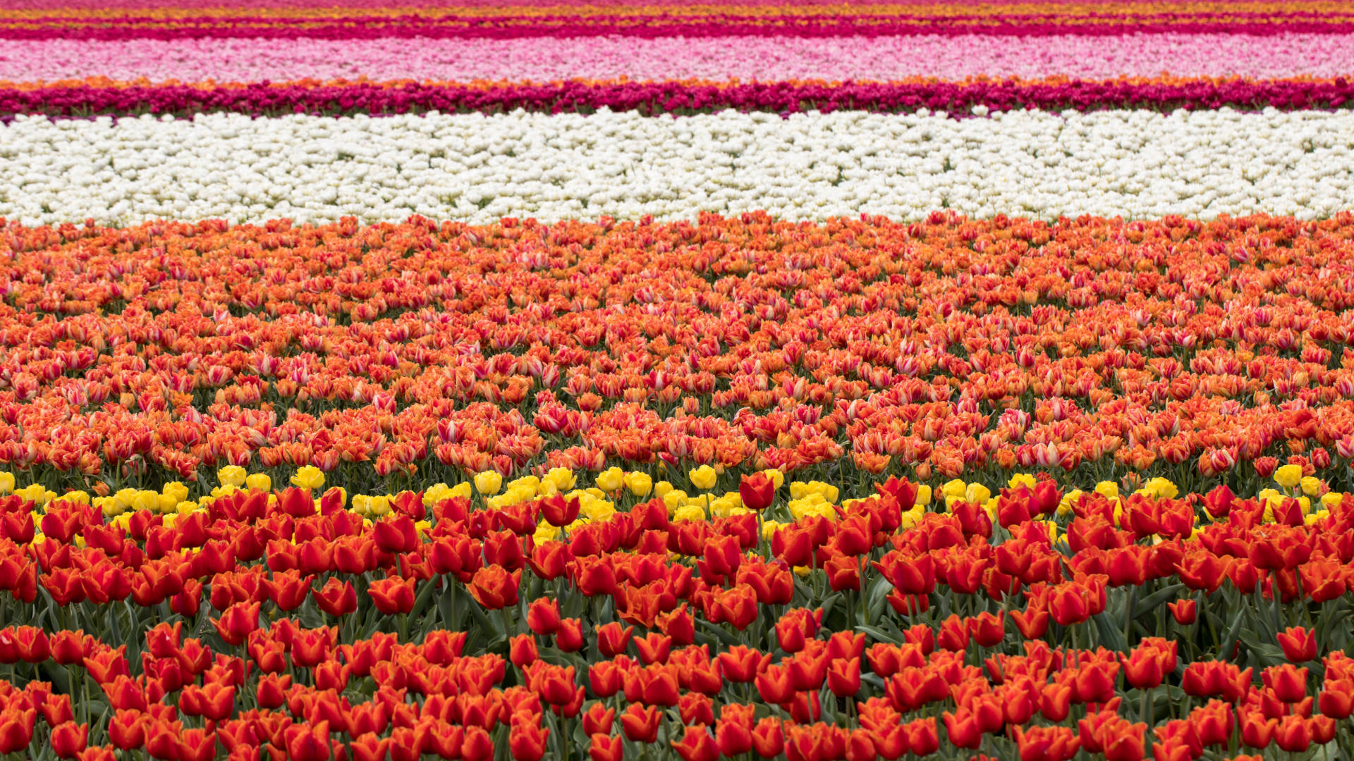 Custom Travel Planner Network-Netherlands-Holland-Bollenstreek Tulip Fields