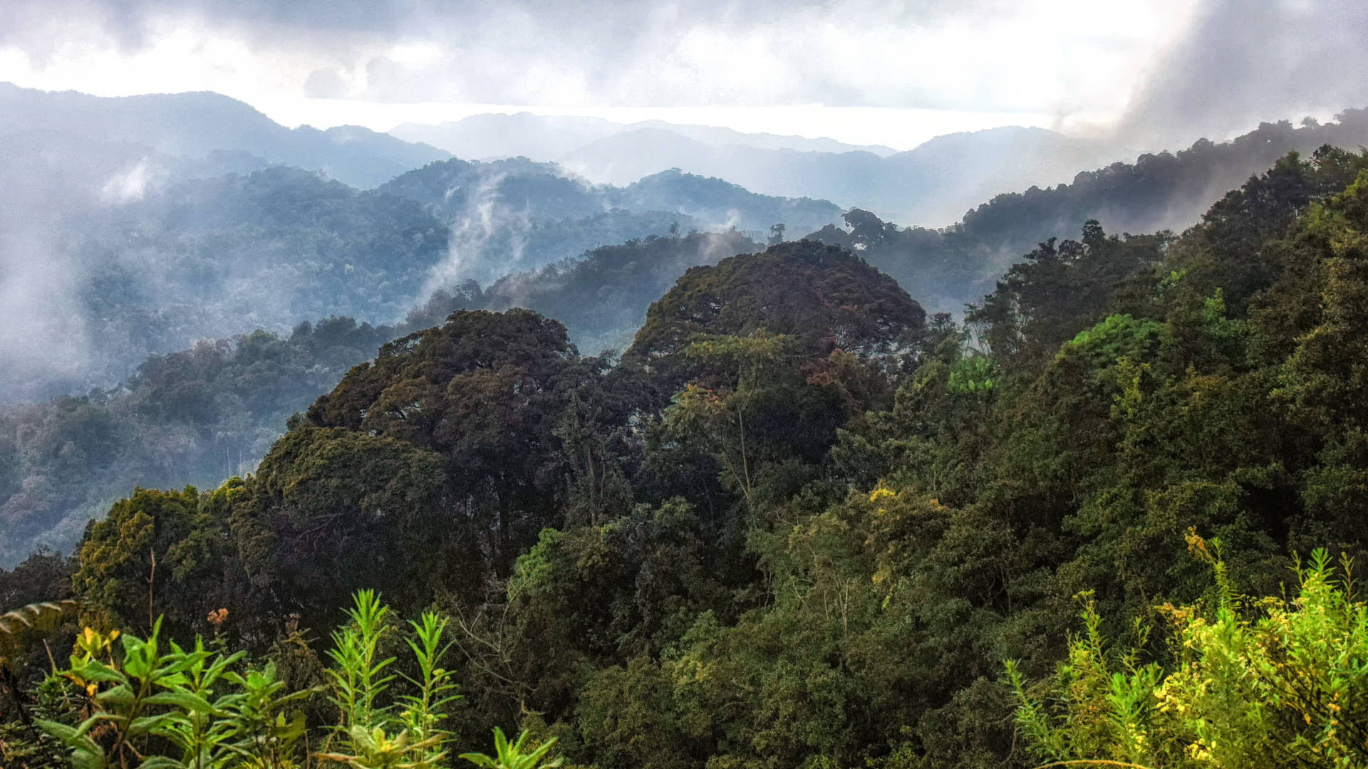 Custom Travel Planner Network-Rwanda-Nyungwe National Park Rainforest Canopy