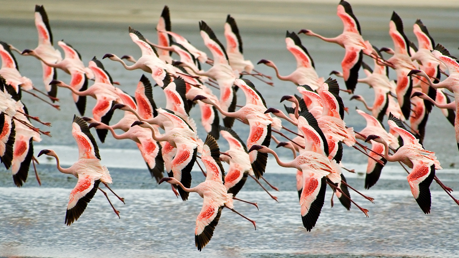 Custom Travel Planner Network-Tanzania-Flamingos at Ngorongoro Crater