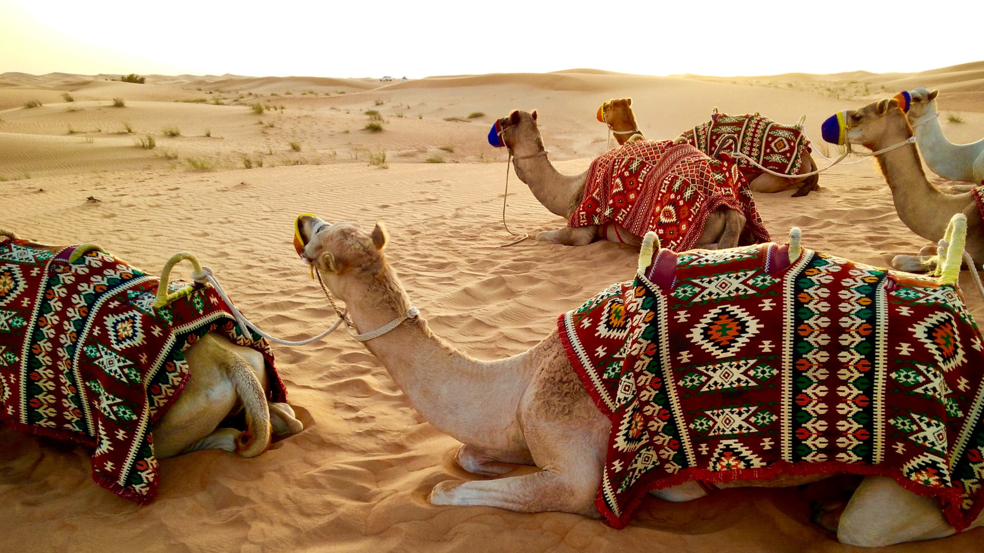 Custom Travel Planner Network-UAE-Desert Safari