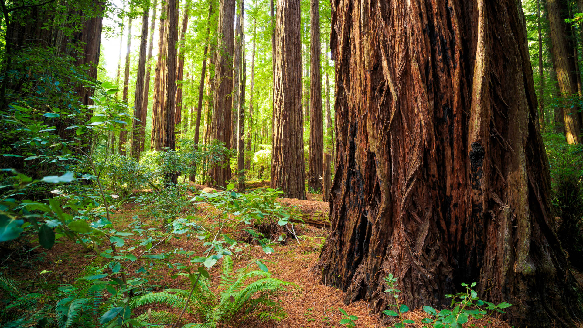 Custom Travel Planner Network-US National Parks-Redwood Forest-CA