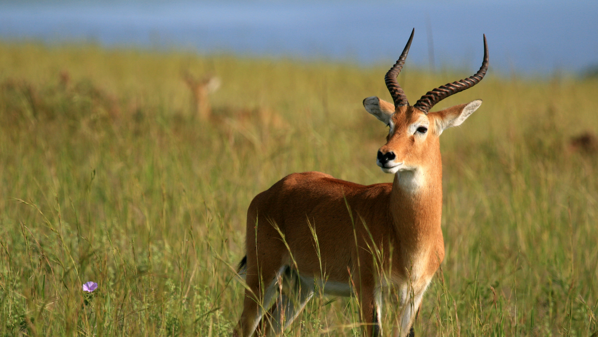 Custom Travel Planner Network-Uganda-Impala