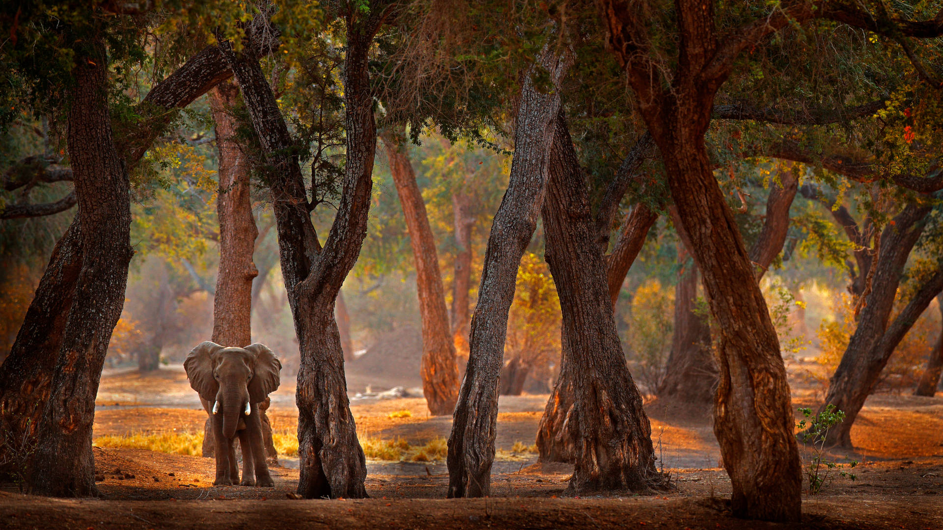 Custom Travel Planner Network-Zimbabwe-Mana Pools Baby Elephant