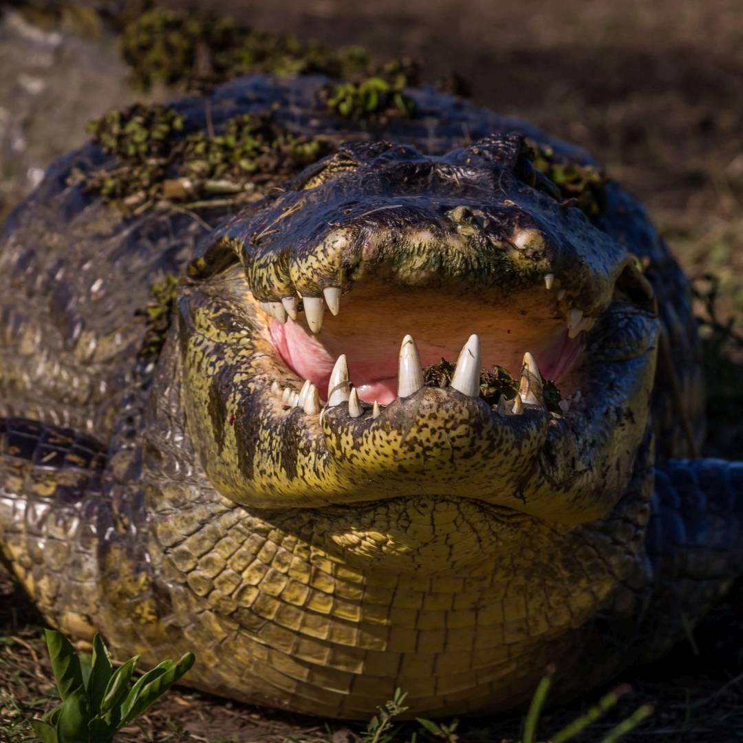 Custom-Travel-Planner-Network-4-Paraguay-Pantanal-Yacare-Caiman-Crocodile