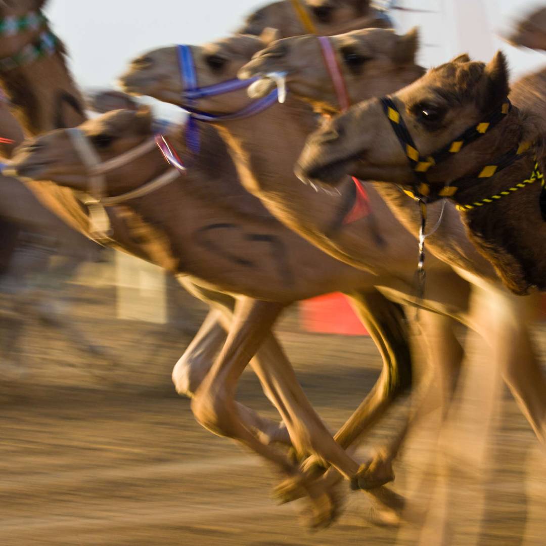Custom-Travel-Planner-Network-8-UAE-Camel-races-
