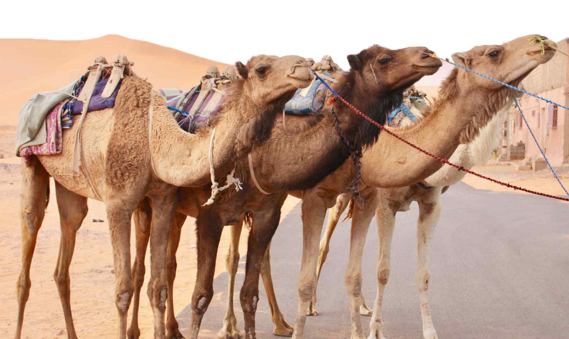 Custom-Travel-Planner-Network-Ethiopia-Four-Camels
