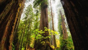 Custom-Travel-Planner-Network-USNP-Redwoods-CA