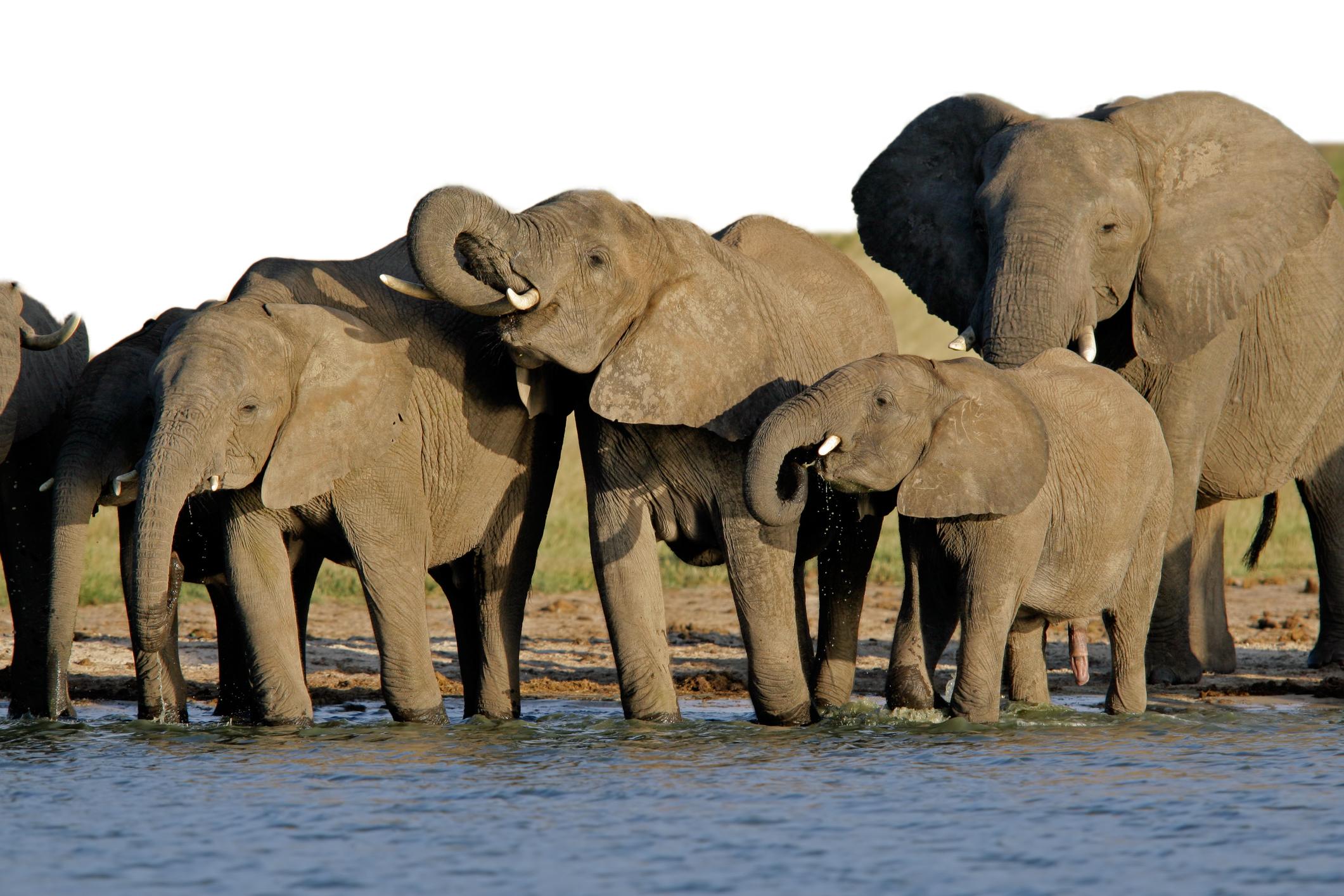 Custom Travel Planner Network-Zimbabwe-Elephants-BOTTOM