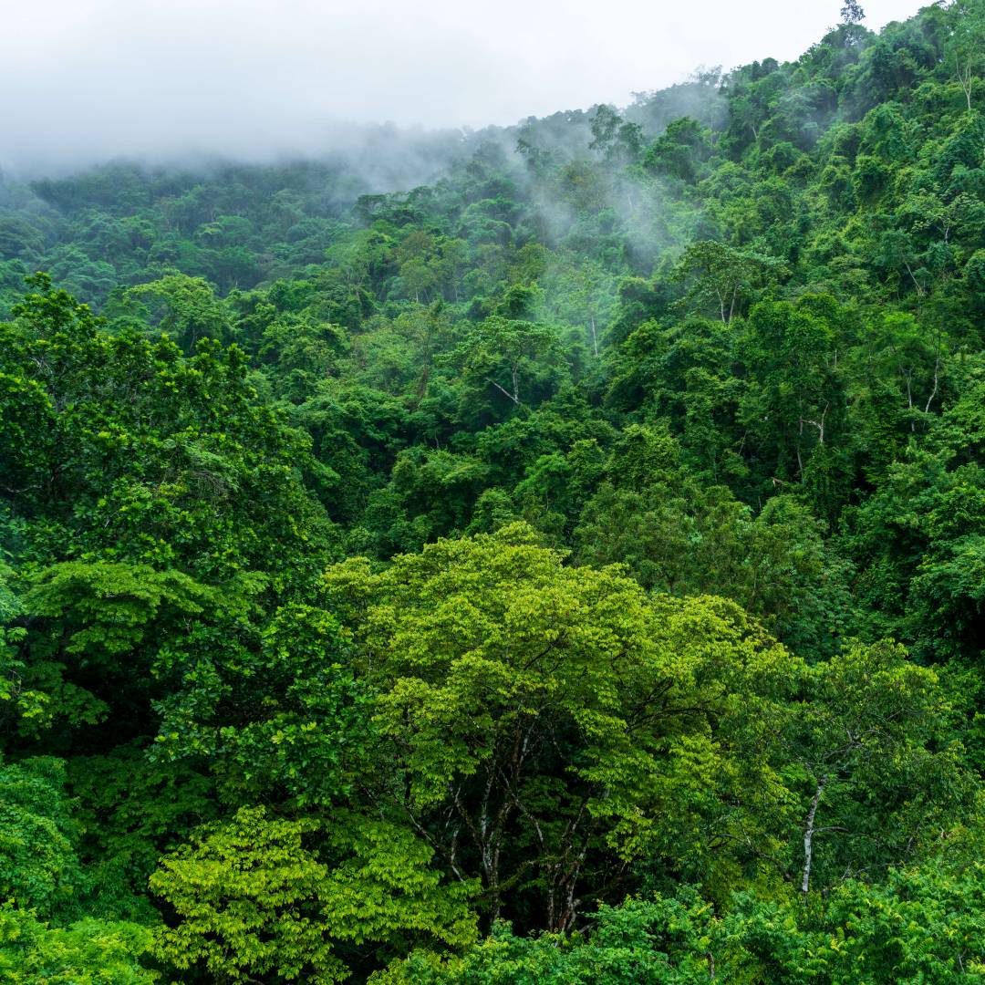 Custom-Travel-Planner-Network-4-SM-Costa-Rica-Puntarenas-Rainforest