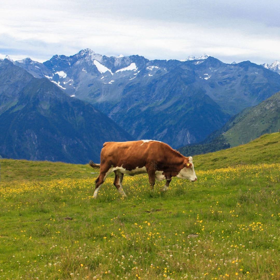 Custom-Travel-Planner-Network-3-SM-Austria-Tyrol-Cow