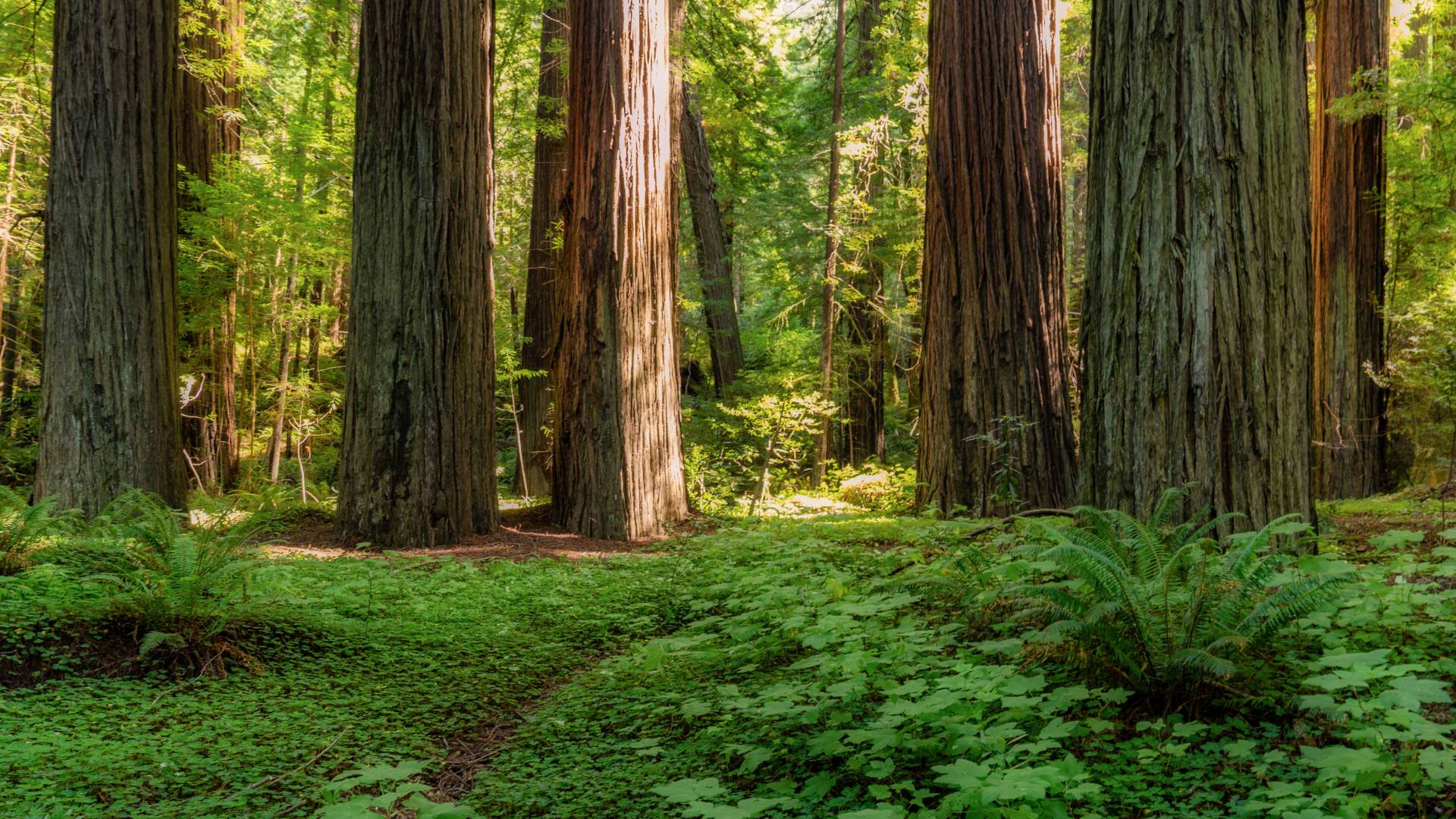 Custom-Travel-Planner-Network-USA-Redwoods-CA