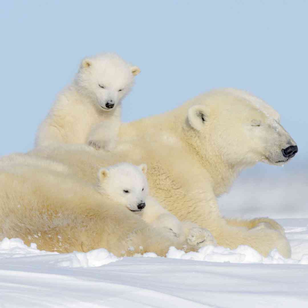Custom-Travel-Planner-Network-10-SM-Canada-Manitoba-Wapusk-National-Park-Polar-Bears