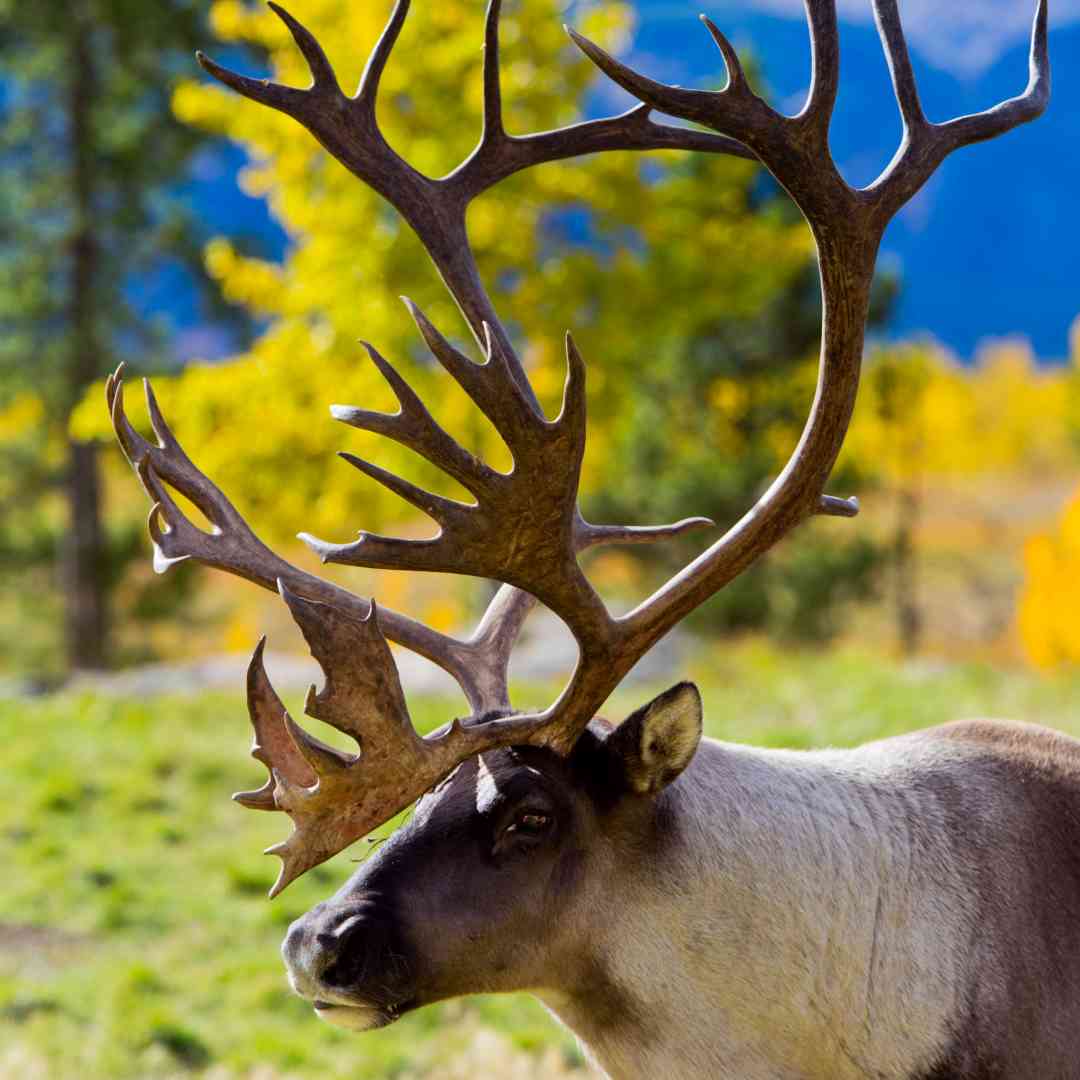 Custom-Travel-Planner-Network-3-SM-Canada-Caribou-in-Yellowknife
